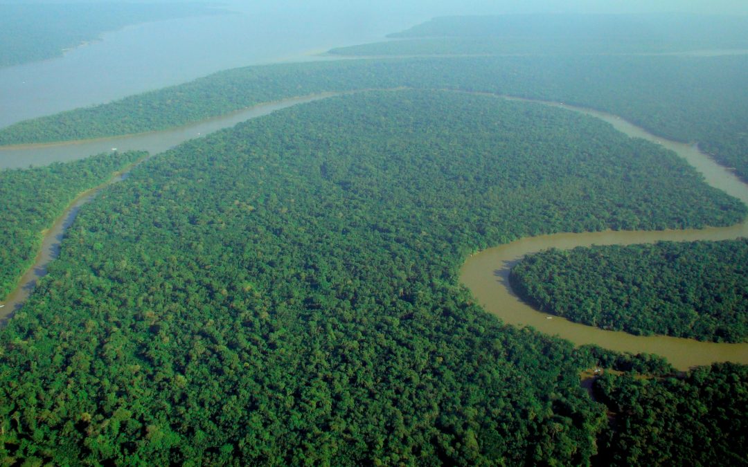 EU demand for product such as palm oil is fuelling illegal deforestation in Brazil and Indonesia, report reveals
